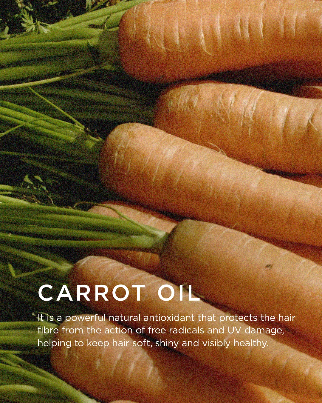 SUN SHINE — CARROT OIL POWER