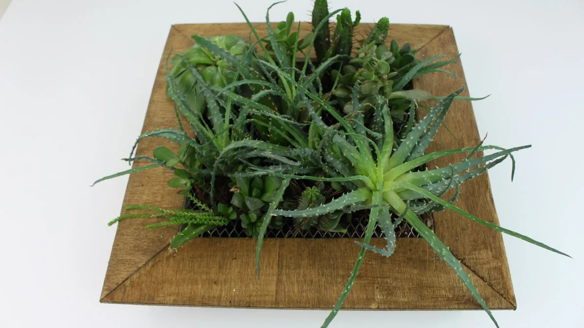 D:\Shosho\Darpedia Content\شهر نوفمبر\58\How-To-Make-A-Succulent-Planter.jpg
