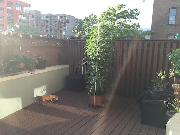D:\Shosho\Darpedia Content\شهر نوفمبر\41\hoboken-backyard-before.jpg