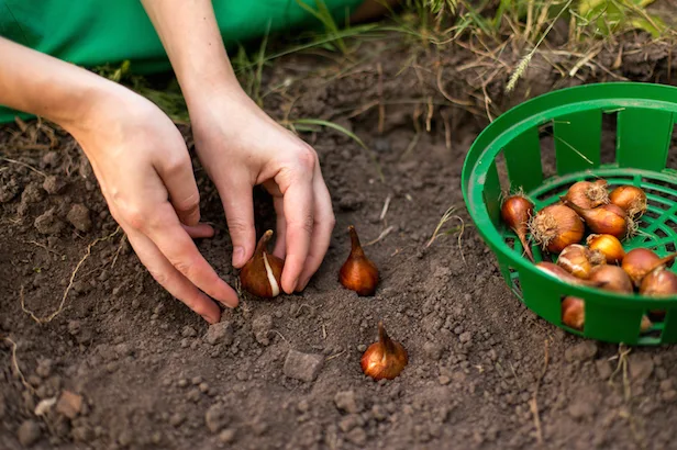 D:\Shosho\Darpedia Content\شهر سبتمبر\65\Blog_House-Fall-Ready-Flower-Bulbs_stock-photo.jpg