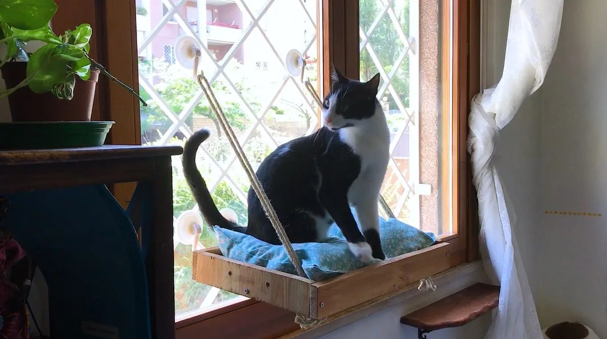 D:\Shosho\Darpedia Content\شهر نوفمبر\58\DIY-cat-Window-perch.jpg